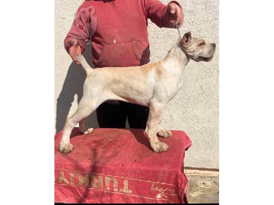 Κουτάβια Cane Corso